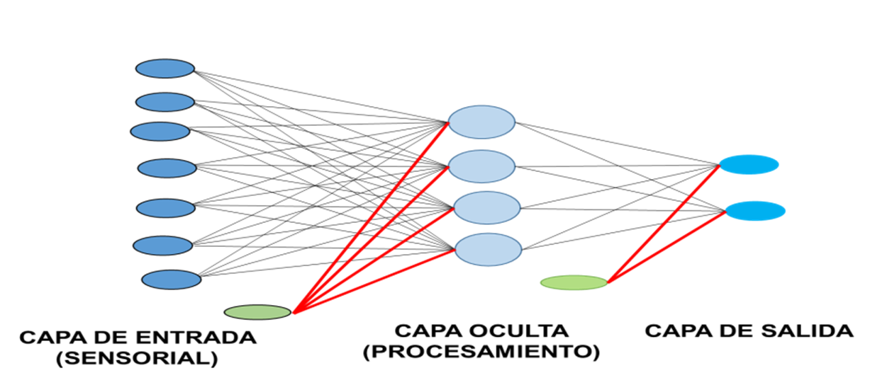 Muestra un esquema el esquema de la estructura básica de una RNA. Se muestra como los diferentes las diferentes entradas se conectan a cada uno de los nodos de las capa oculta y a su vez como cada uno de los nodos de la capa oculta se conecta a los nodos de la capa de salida. Los nodos de la capa oculta y la capa de salida también están conectados a un parámetro bias 